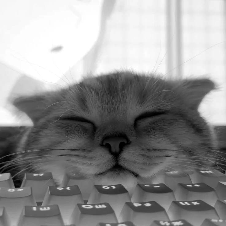 a cat asleep on a keyboard